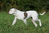 BOULEDOGUE AMERICAIN 349